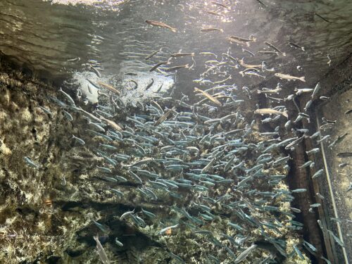 サーモンゾーンの水槽で小さい魚の群れが泳いでいる写真