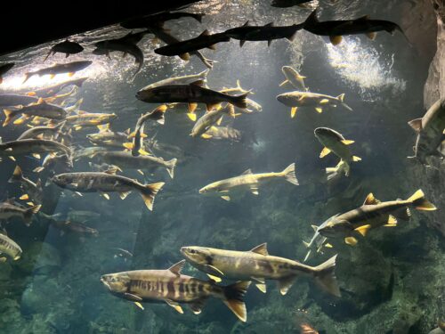 サーモンゾーンの水槽で大きい魚がたくさん泳いでいる写真