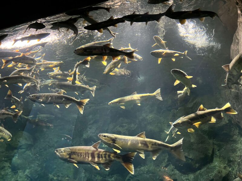 サーモンゾーンの水槽で大きい魚がたくさん泳いでいる写真