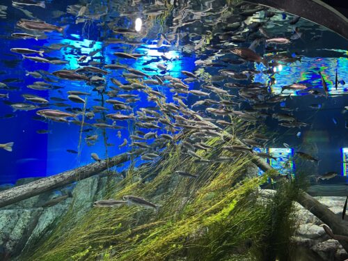 支笏湖ゾーンの水槽の写真