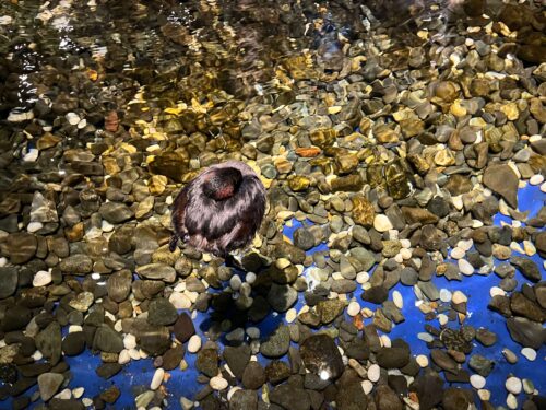 カイツブリの写真