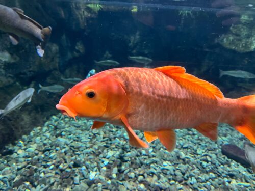 千歳川ロードの下流にいたでかいコイの写真