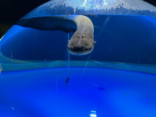 デンキウナギの写真