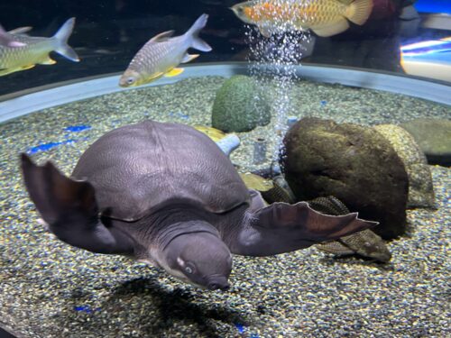 スッポンモドキの写真