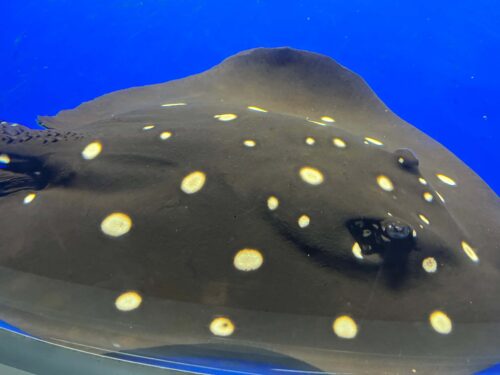 ポルカドットスティングレイの写真