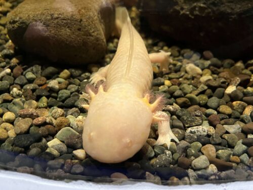 ウーパールーパーの写真