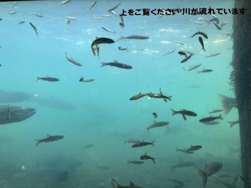 水中観察ゾーンで見た千歳川の水中の写真