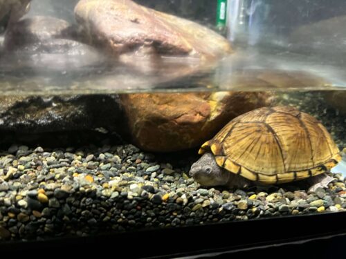 中川家の亀の写真