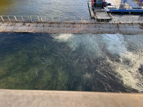 千歳川を上から見た写真