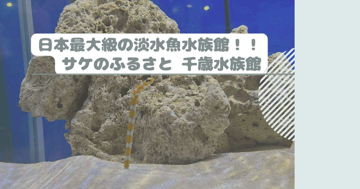 日本最大級の淡水魚水族館！！サケのふるさと 千歳水族館