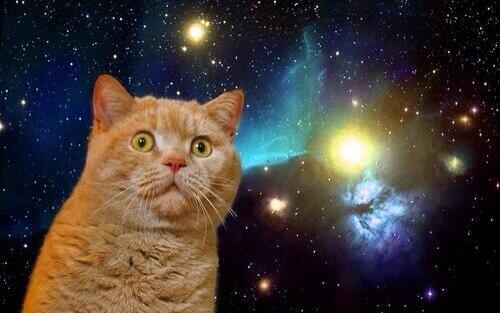 宇宙猫の写真